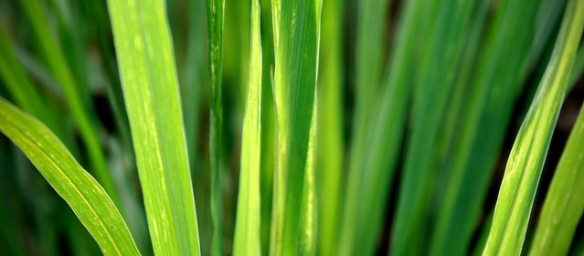 citrongrässtjälkar i närbild