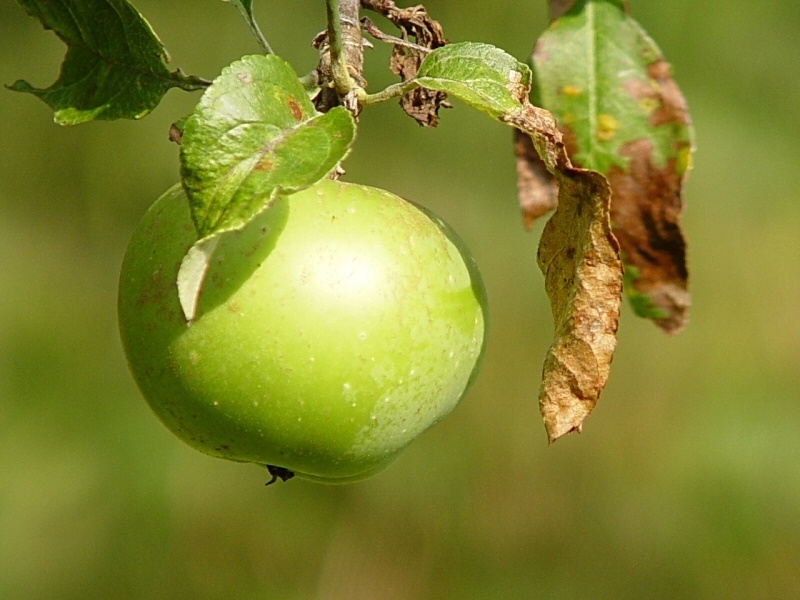 Ett grönt äpple på en kvist